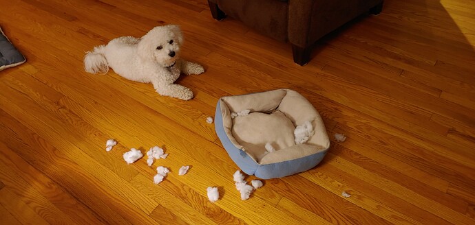 Sammie eats his bed