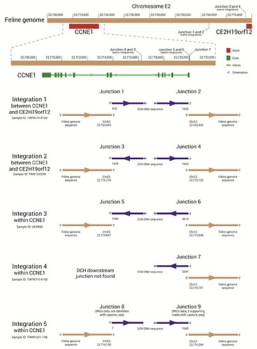 DCHBV Fig 6