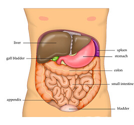 Anatomy_Abdomen_Tiesworks