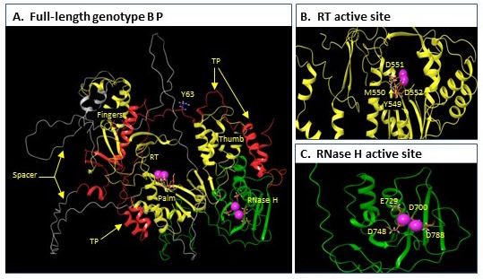 HBV P  072822